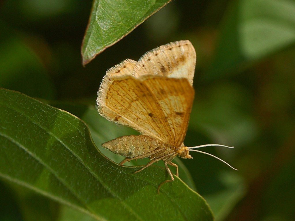 Una piccola farfalla beige e marrone da identificare